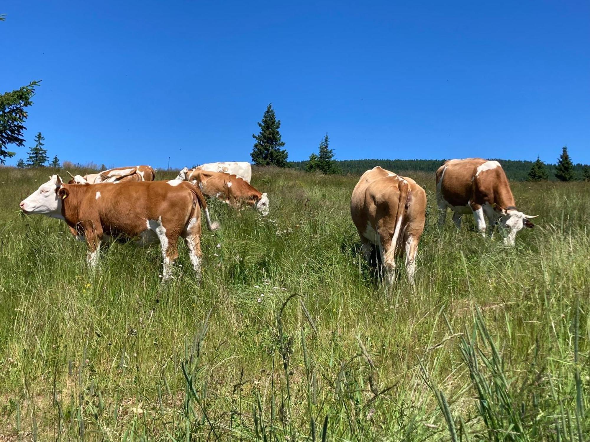 Feriendorf Koralpe Alpenrose Villa Frantschach Eksteriør bilde